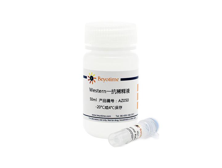 MEK2 Rabbit Monoclonal Antibody